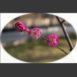 花枝俏-----3