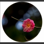 花枝俏----2