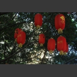 广式--年味15