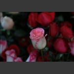 众花争艳