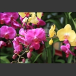 众花争艳