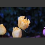 众花争艳