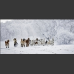 雪韵冬牧