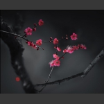 红梅颂