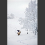 风雪牧驼