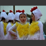 小鸡乖乖