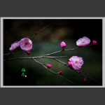 梅花