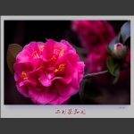 二月茶花开