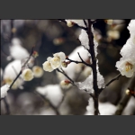 白梅傲雪