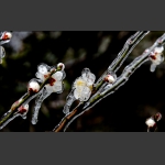 冰花