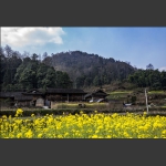 农村小景