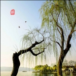 西湖柳