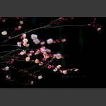 芳妒