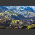 龙凤梯田
