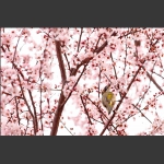 樱红时节