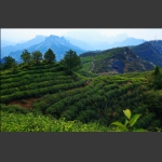高山茶园