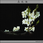 花枝翘