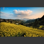 又到油菜开花时