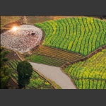 画笔田间