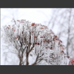 玉挂露红樱