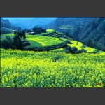 龙凤花海