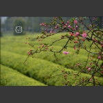 春