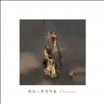 残妆入梦来
