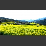 油菜花香龙凤村