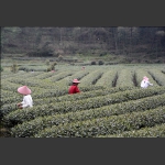 茶山一角