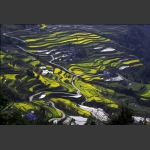龙凤田园