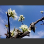 山花烂漫