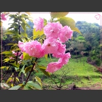 赏樱花