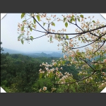 桐子树开花了