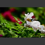 蝶恋花