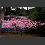 山寺桃花