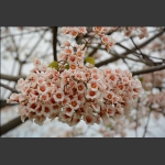 美丽油桐花