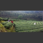 茶山一角