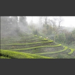 茶山春色