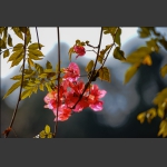 花季