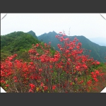 神鹰山上红杜鹃【二】
