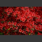 山花烂漫