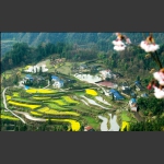 花开田园