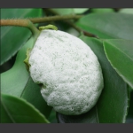 山间小吃——茶包儿