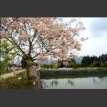 油桐花之约