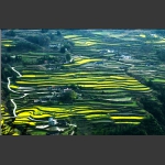 梯形农家