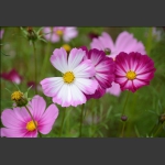 非洲菊