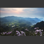 山花烂漫