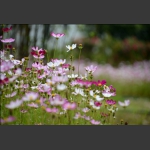 “非洲菊”