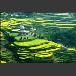 梯田小景