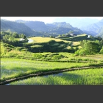 田园